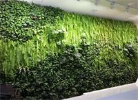 春季植物养护攻略
