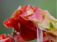 园林景观设计里虾衣花的四季保护方法