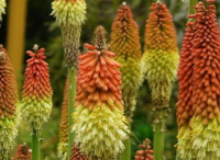庭院设计里火炬花花期怎样保护