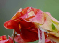 园林景观设计里虾衣花的四季保护方法